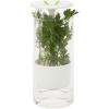 imageHoneyCanDo Glass Herb Preserver ClearWhite medium